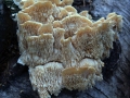 Spongipellis pachyodon - Dickstacheliger Schwammporling - Hoher Giek